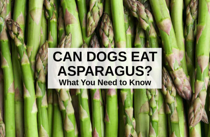 fresh asparagus spears.