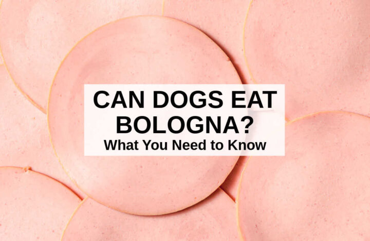 a bunch of bologna slices.