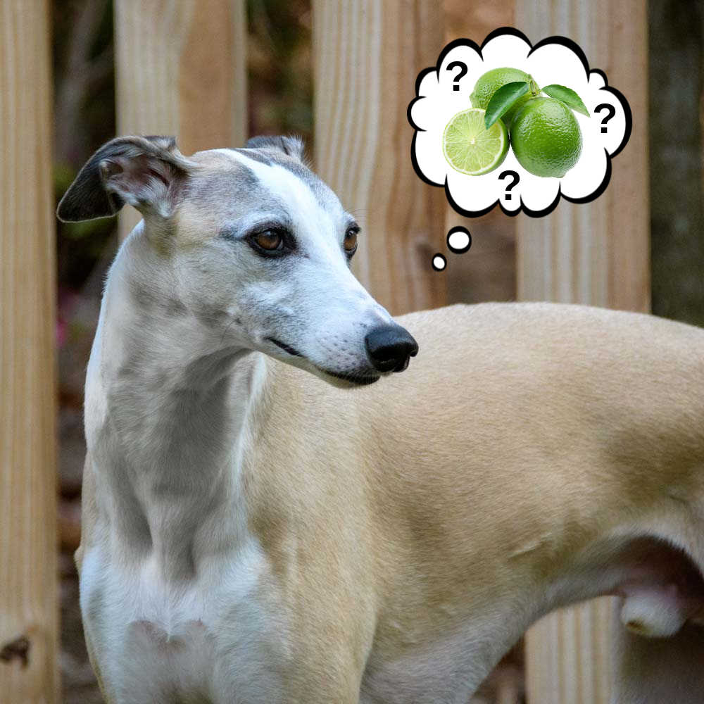 dog wondering about limes.