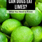 a pile of limes.