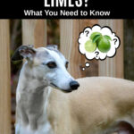 whippet dog wondering about limes.