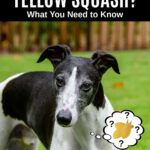 whippet dog wondering about yellow squash.