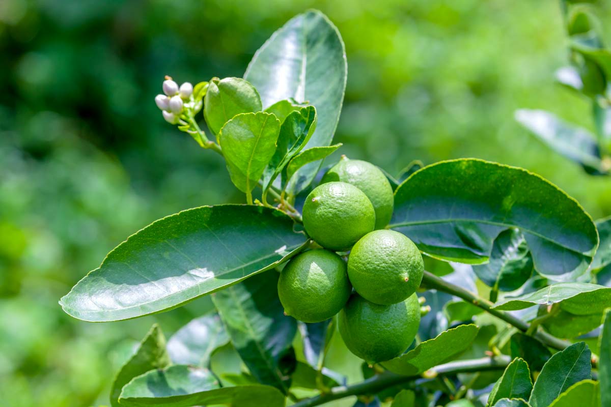 lime tree branch with limes on it.