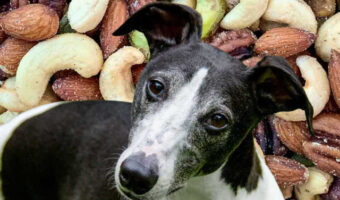 cropped-Can-Dogs-Eat-Nuts-Story-Cover.jpg