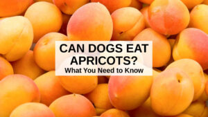Can Dogs Eat Apricots? What to Know About Dogs and Apricots