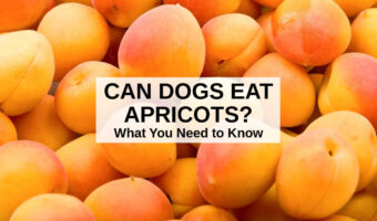 a bunch of fresh apricots.