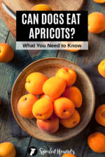 Can Dogs Eat Apricots? What to Know About Dogs and Apricots