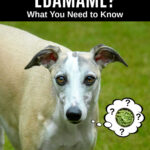 whippet dog wondering about edamame.