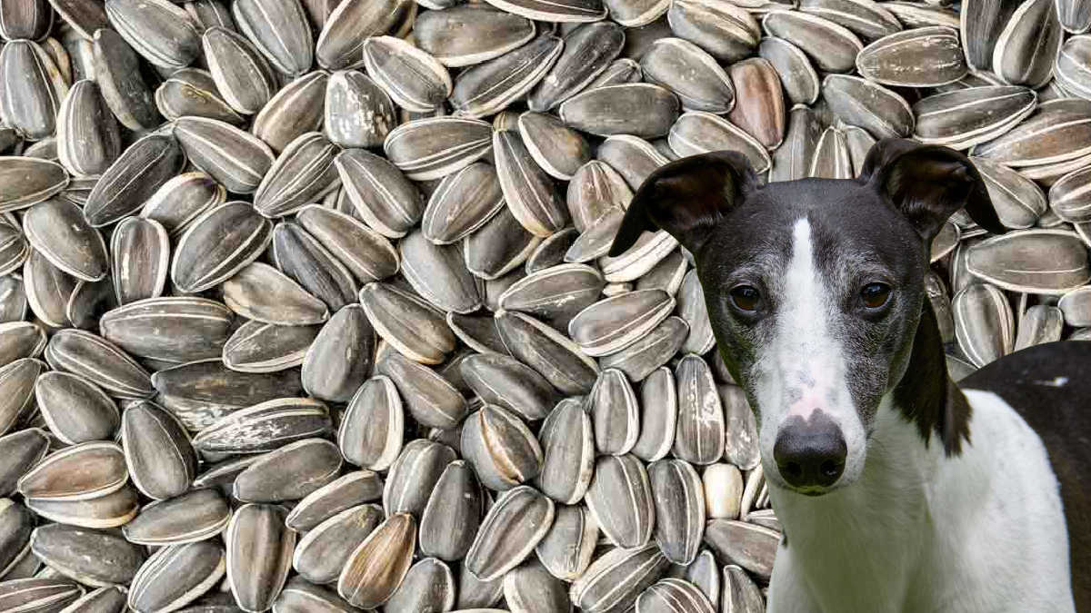 black and white dog in front of sunflower seeds.
