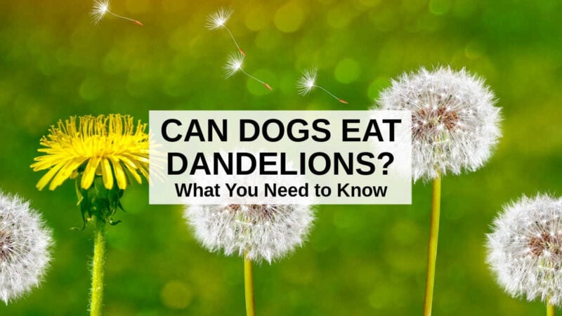 Curated visual reference: Gallery Detail: Can Dogs Eat Dandelions What To Know About Dogs And