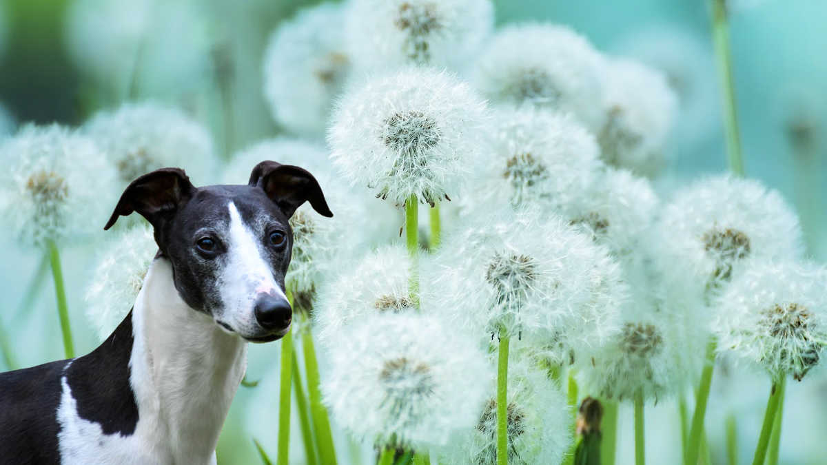 black and white whippet dog in front of dandelion seed heads.