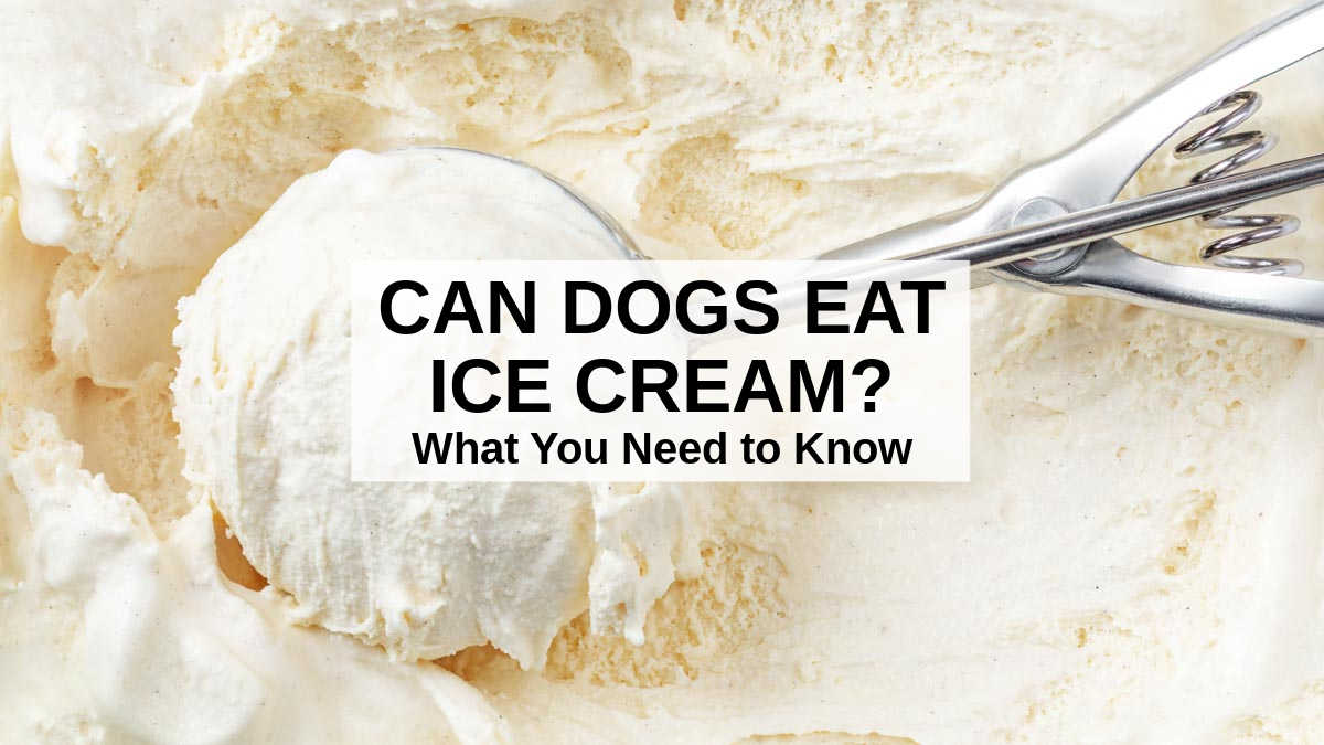Can Dogs Eat Ice Cream? What You Need To Know