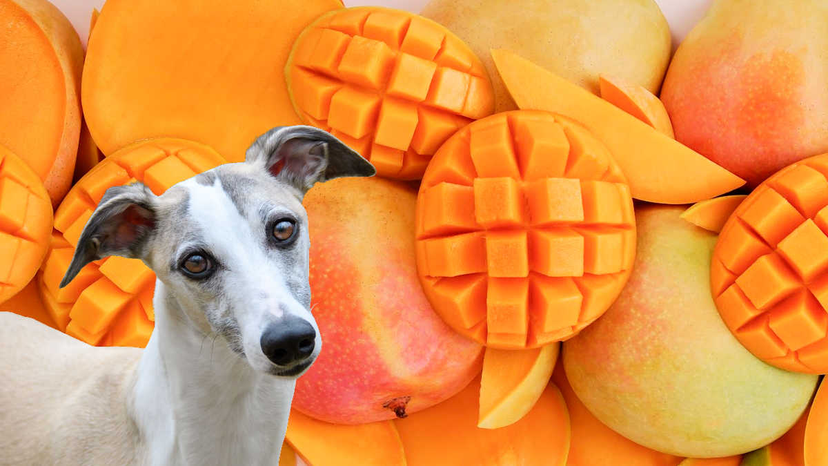 whippet dog in front of fresh mango fruit.