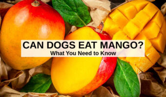 mango fruit whole and cut.