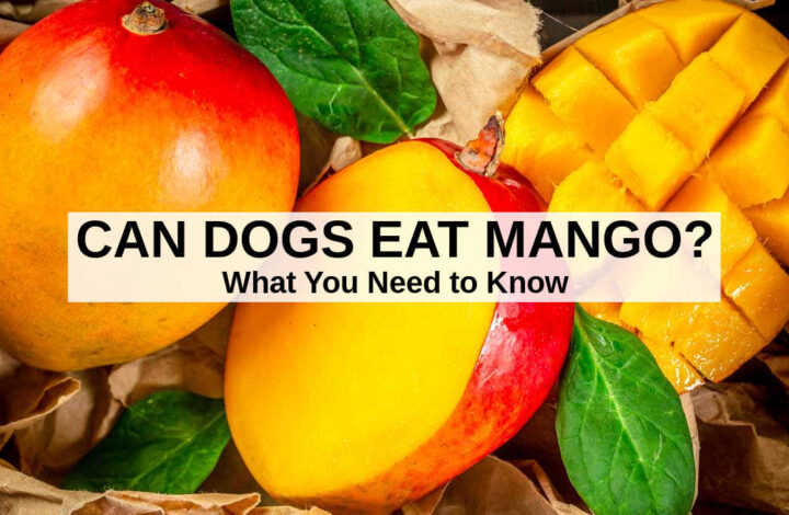 mango fruit whole and cut.