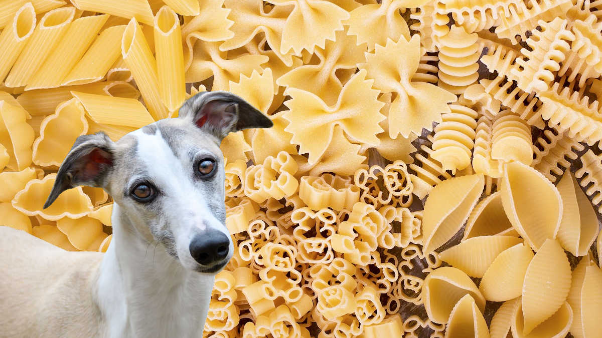 whippet dog in front of various dried pasta.