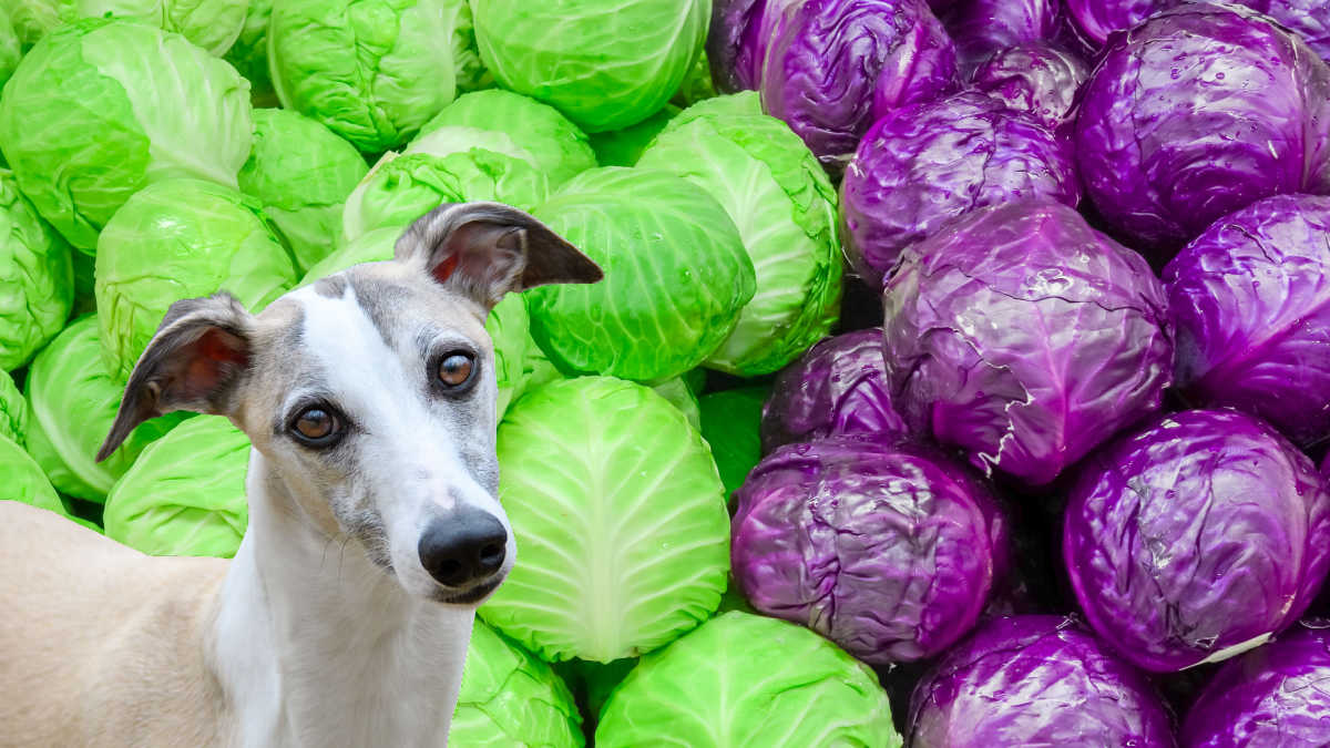 whippet dog in front of green and red cabbage heads.