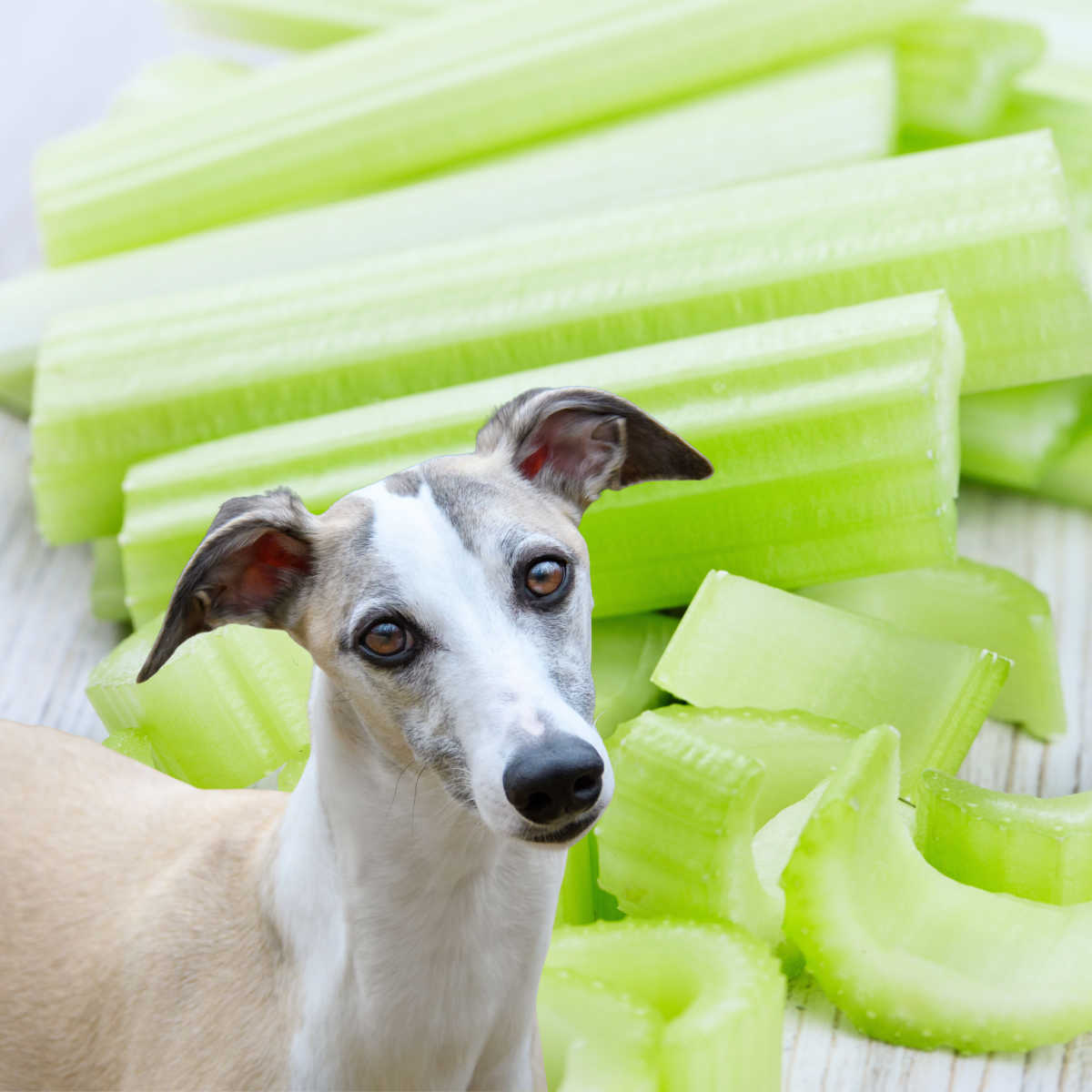 dog in front of celery sticks and pieces.