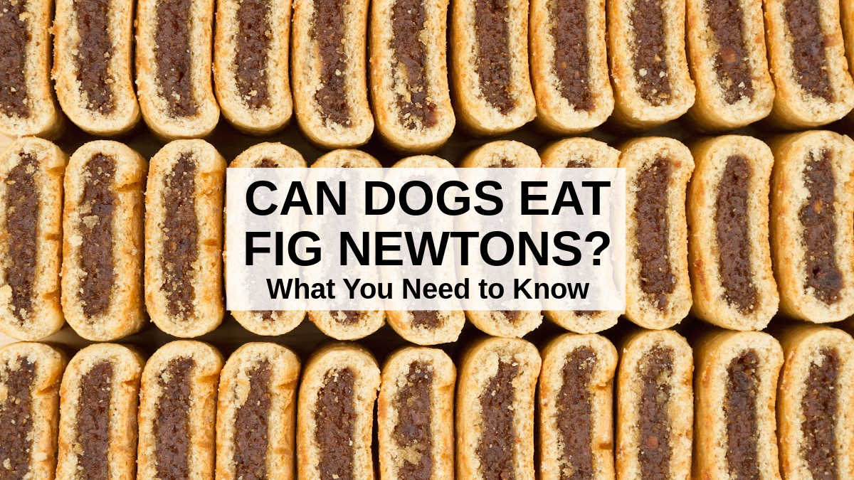 Can Dogs Eat Fig Newtons? What to Know About Dogs and ...