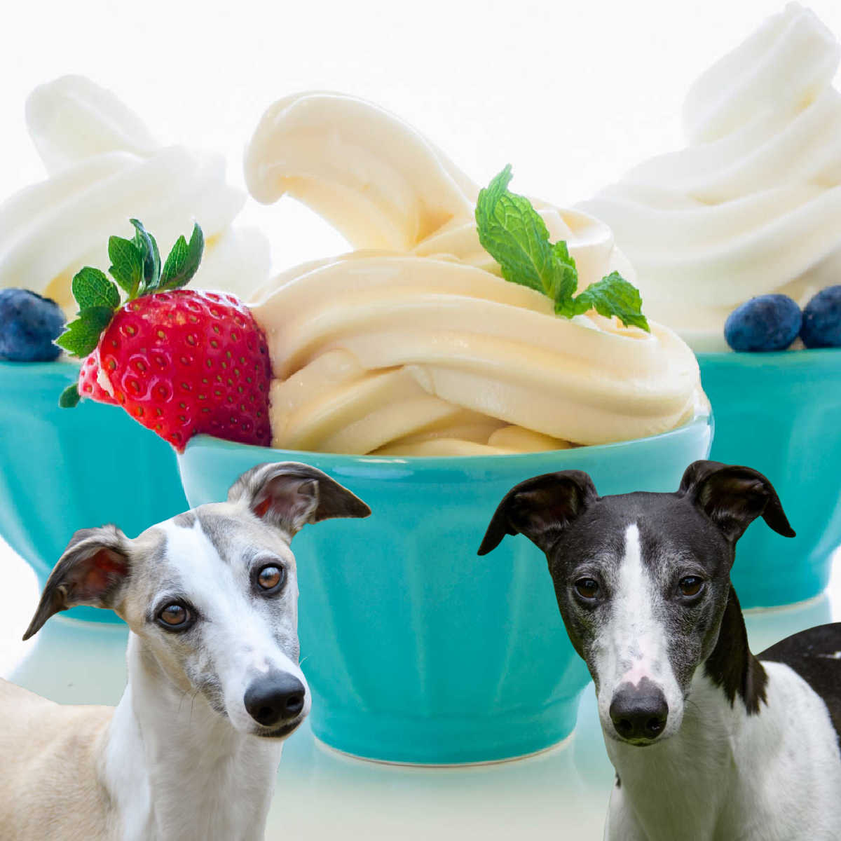 two dogs in front of three cups of frozen vanilla yogurt.