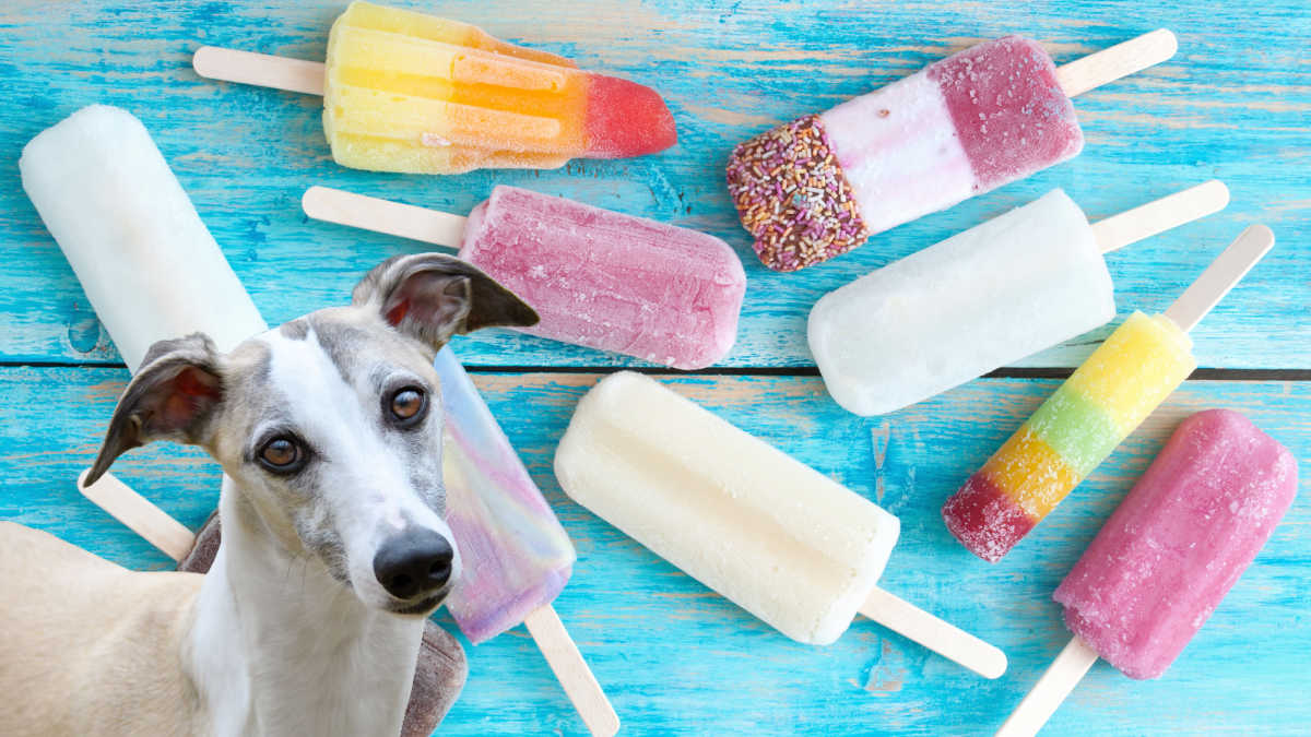 dog in front of assorted popsicles.