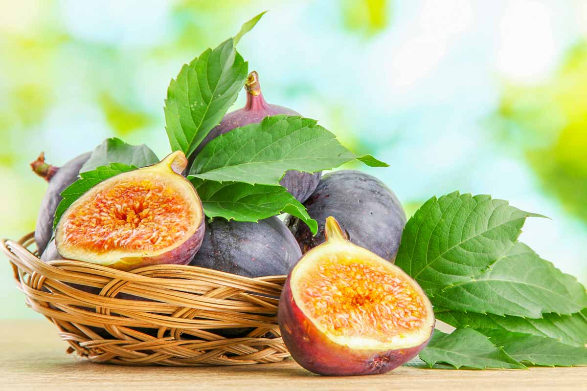 fresh figs and leaves in and beside a basket.