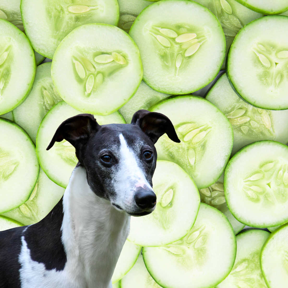 black and white dog with cucumber slices in the background.