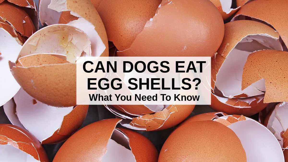 can puppies eat eggshells