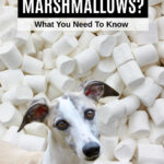 whippet dog in front of marshmallows.