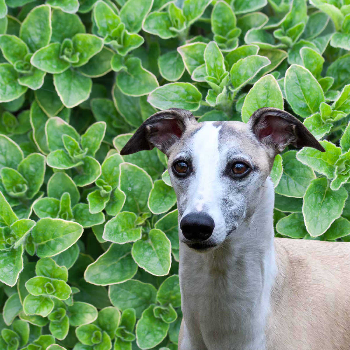 whippet dog in front of oregano plants.