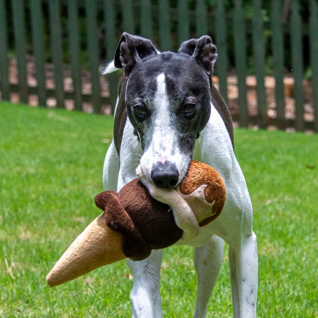 Milo with ice cream dog toy.