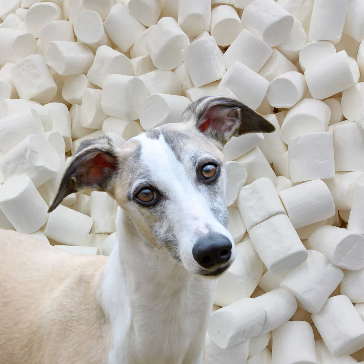 dog in front of marshmallows.