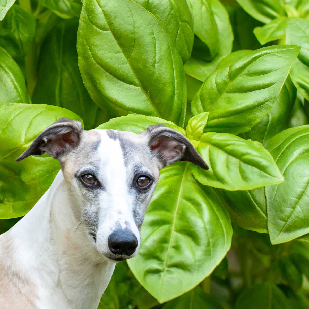 dog in front of a basil plant.