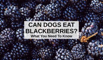 a bunch of blackberries.