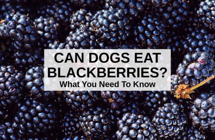 a bunch of blackberries.