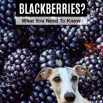 whippet dog in front of a bunch of blackberries.