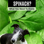 whippet dog in front of spinach leaves.