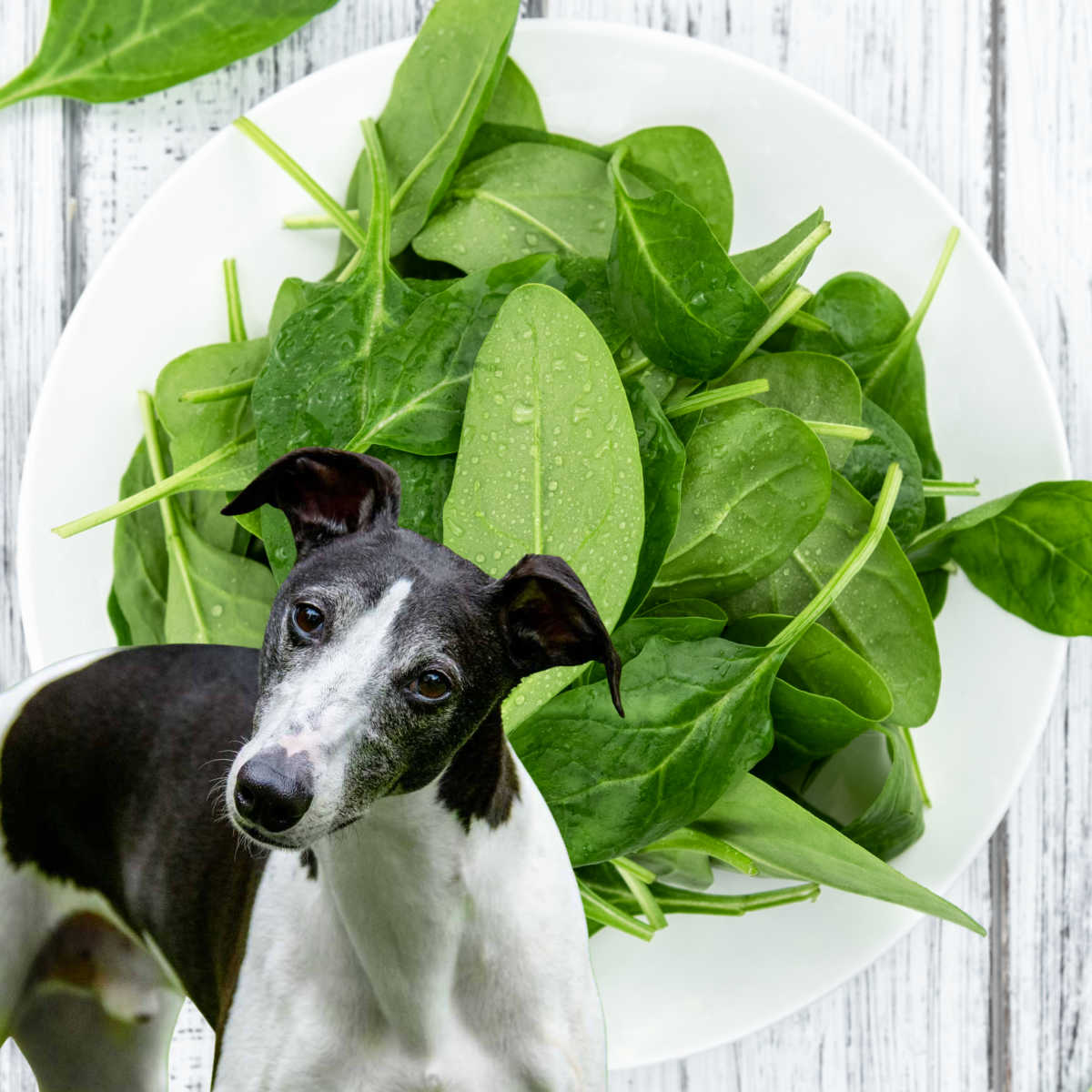 dog in front of a plate of spinach leaves.
