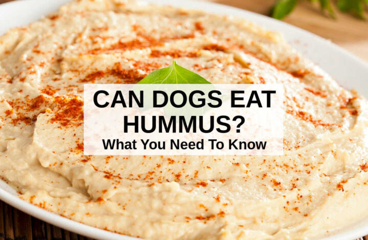 hummus in a white bowl.