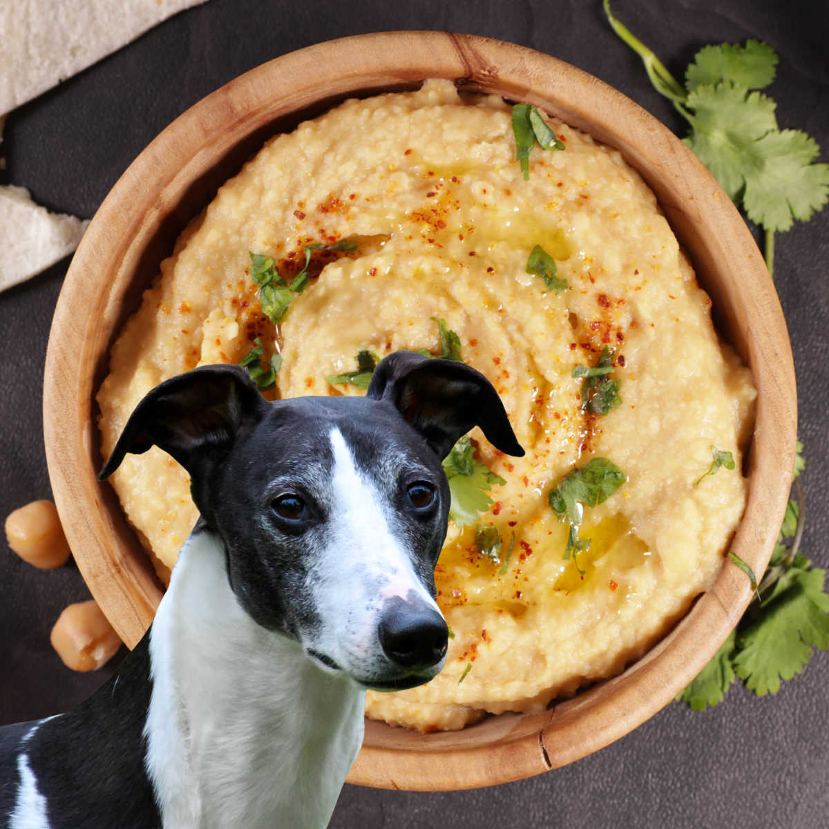 black and white dog in front of a bowl of hummus.