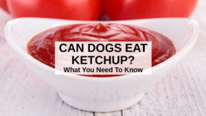 Can Dogs Eat Ketchup? What You Need To Know - Spoiled Hounds