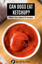 Can Dogs Eat Ketchup? What You Need To Know