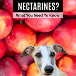 whippet dog in front of nectarines.