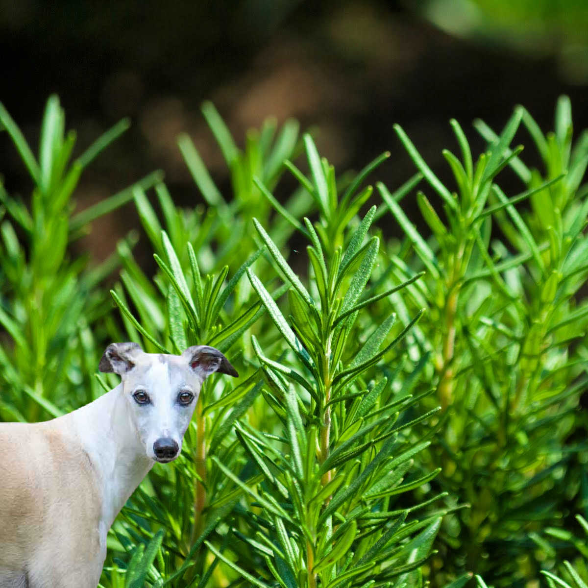 whippet dog in front of a rosemary plant.