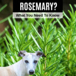 dog in front of rosemary plant.
