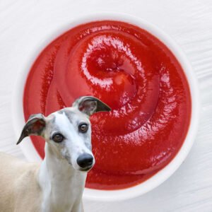 Can Dogs Eat Ketchup? What You Need To Know