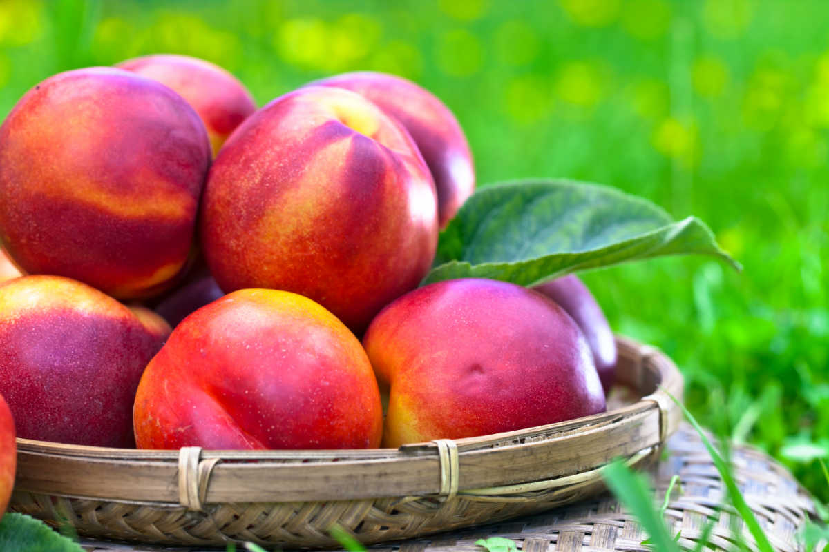 nectarines in a basket.