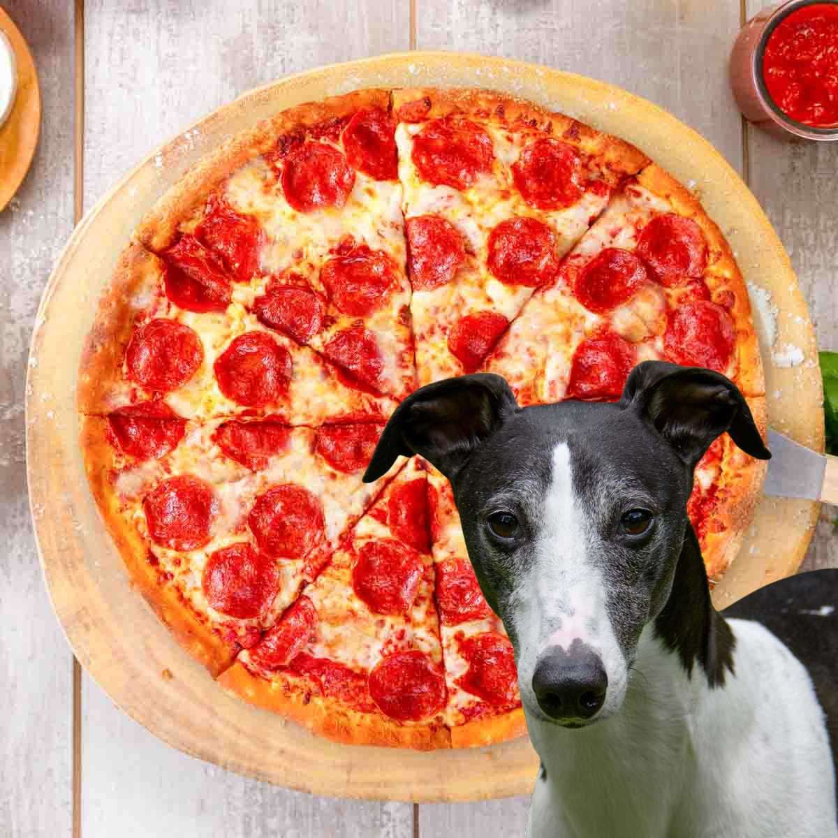 black and white whippet dog in front of a pizza.