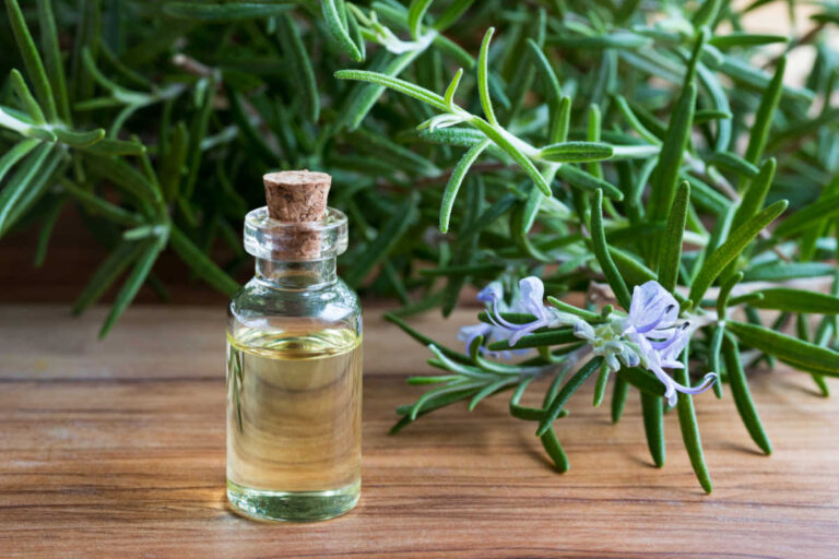 Can Dogs Eat Rosemary? What You Need To Know Spoiled Hounds