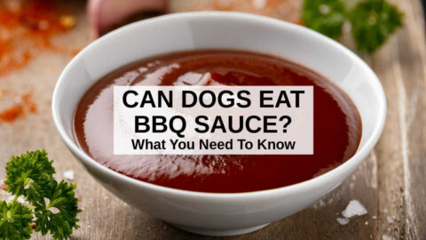 Can Dogs Eat BBQ Sauce? What You Need To Know - Spoiled Hounds